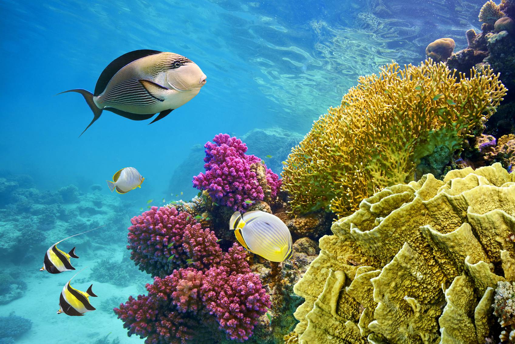 iStock_72261217_MEDIUM iStock_72261217_MEDIUM